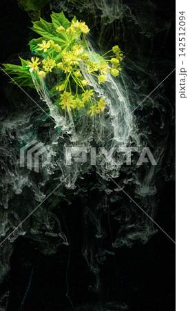 Yellow flowering branch submerged in swirling white ink against black background Yellow flowering branch submerged in swirling white ink against black background 142512094