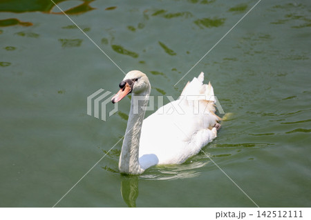 Graceful White Mute Swan Swimming on Green Lake Water with Ruffled Feathers Graceful White Mute Swan Swimming on Green Lake Water with Ruffled Feathers 142512111