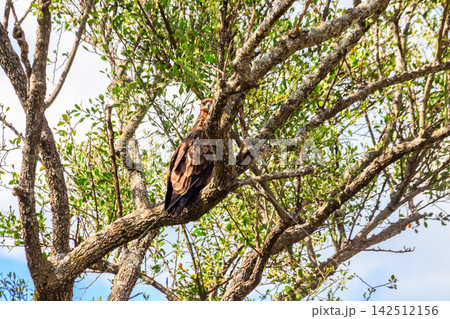 Tawny eagle (Aquila rapax) on a tree in Serengeti national park, Tanzania Tawny eagle (Aquila rapax) on a tree in Serengeti national park, Tanzania 142512156