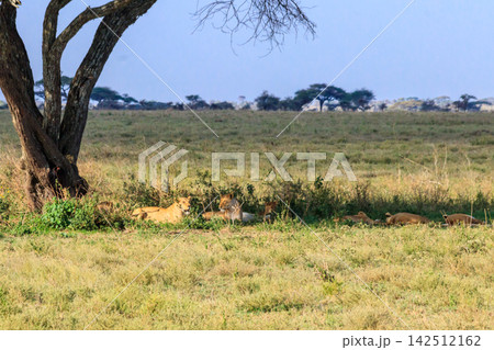 Pride of lions (Panthera leo) in savannah in Serengeti national park, Tanzania 142512162