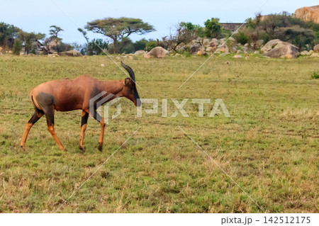 Topi antelope (Damaliscus lunatus jimela ) in Serengeti national park in Tanzania, Africa 142512175