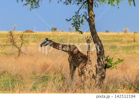 Mother and baby giraffe (Giraffa camelopardalis) in Serengeti national park in Tanzania 142512194