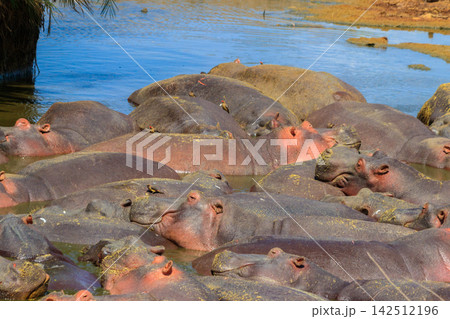 Group of hippos (Hippopotamus amphibius) in a river in Serengeti National Park, Tanzania. Wildlife of Africa Group of hippos (Hippopotamus amphibius) in a river in Serengeti National Park, Tanzania. Wildlife of Africa 142512196