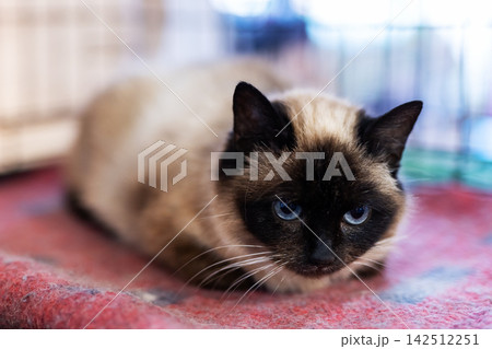 Siamese cat lying on red carpet with alert gaze in indoor setting under soft light showcasing blue eyes and dark mask, with siamese, cat, feline, pet detail, showing blueeye, mask, creamcoat Siamese cat lying on red carpet with alert gaze in indoor setting under soft light showcasing blue eyes and dark mask, with siamese, cat, feline, pet detail, showing blueeye, mask, creamcoat 142512251