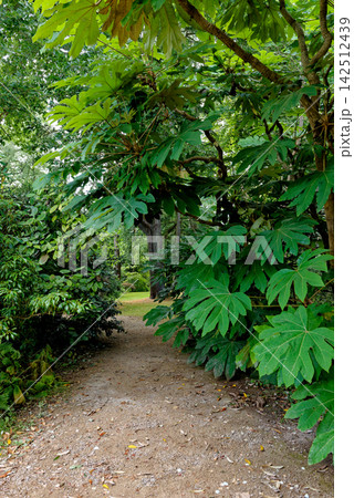 Tropical Tetrapanax Papyrifer Rice Paper Plant Shrub at Knightshayes Court 142512439