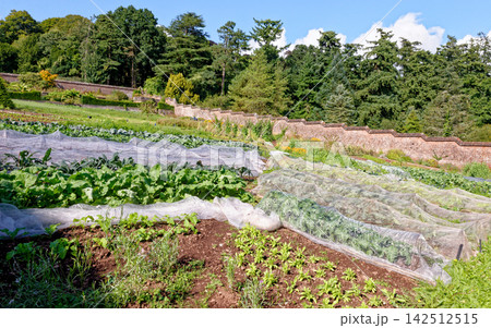 Victorian Walled Kitchen Garden Terraces at Knightshayes Court Victorian Walled Kitchen Garden Terraces at Knightshayes Court 142512515