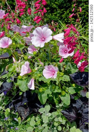 Vibrant Pink Mallow and Red Penstemon Summer Blooms at Knightshayes Court 142512560