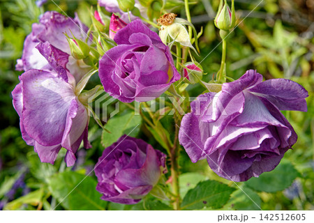Beautiful Clusters of Violet Purple Floribunda Roses in Summer Garden Beautiful Clusters of Violet Purple Floribunda Roses in Summer Garden 142512605