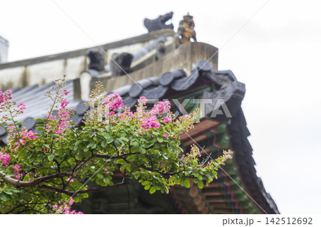 Pink blossoms and wet green leaves fill the foreground against a softly blurred traditional tiled roof. Pink blossoms and wet green leaves fill the foreground against a softly blurred traditional tiled roof. 142512692