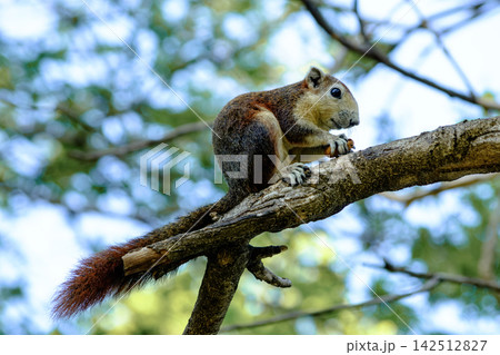Adorable squirrel balancing on tree branch under bright blue sky Adorable squirrel balancing on tree branch under bright blue sky 142512827