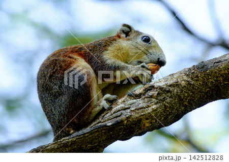 Squirrel eating a nut while perched on a tree branch Squirrel eating a nut while perched on a tree branch 142512828