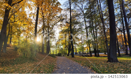Scenic autumn park featuring trees covered in bright yellow leaves. Warm seasonal colors and lush surroundings create an inviting fall nature scene. Scenic autumn park featuring trees covered in bright yellow leaves. Warm seasonal colors and lush surroundings create an inviting fall nature scene. 142513063