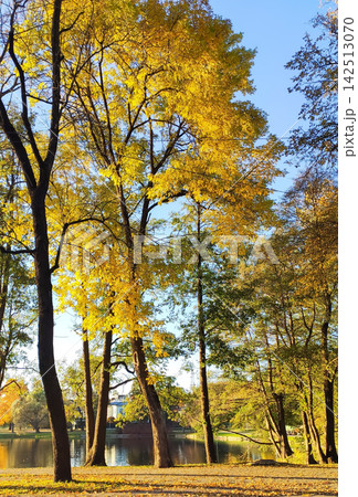 Quiet park landscape with mature trees turning bright yellow during autumn. Rich foliage and natural textures create a classic fall scenery composition. Quiet park landscape with mature trees turning bright yellow during autumn. Rich foliage and natural textures create a classic fall scenery composition. 142513070
