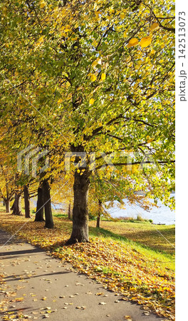 Quiet park landscape with mature trees turning bright yellow during autumn. Rich foliage and natural textures create a classic fall scenery composition. Quiet park landscape with mature trees turning bright yellow during autumn. Rich foliage and natural textures create a classic fall scenery composition. 142513073