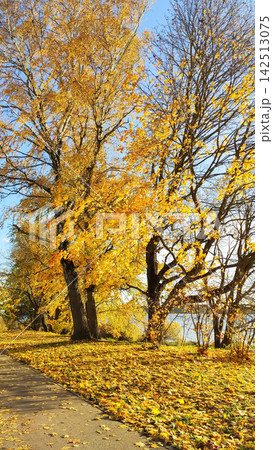 Golden autumn trees forming a colorful canopy across a peaceful park setting. Seasonal foliage, soft light, and natural surroundings evoke the beauty of fall. Golden autumn trees forming a colorful canopy across a peaceful park setting. Seasonal foliage, soft light, and natural surroundings evoke the beauty of fall. 142513075