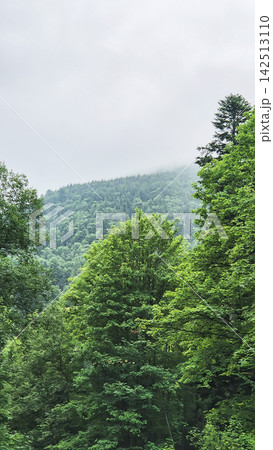 A mountain landscape in the Tatra National Park as seen from Zakopane, Poland. Dense coniferous and deciduous woodland rises toward steep rocky peaks partly covered by mist and clouds. 142513110