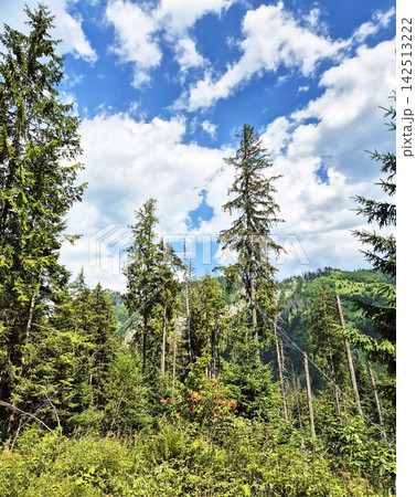 Rocky mountain peak above a coniferous forest in Zakopane, Poland. Cloudy skies create a dramatic alpine landscape. Rocky mountain peak above a coniferous forest in Zakopane, Poland. Cloudy skies create a dramatic alpine landscape. 142513222