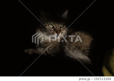 Dramatic low-key portrait of a beautiful fluffy cat emerging from shadows. Perfect for luxury pet care branding, mysterious predator concepts, or veterinary advertisements. Dramatic low-key portrait of a beautiful fluffy cat emerging from shadows. Perfect for luxury pet care branding, mysterious predator concepts, or veterinary advertisements. 142513268