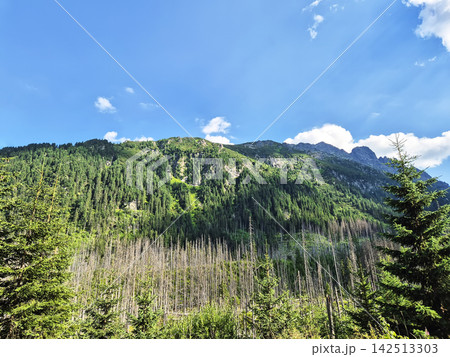 A beautiful Tatra Mountains landscape on the Polish side near Zakopane. Dense coniferous trees fill the foreground while green slopes rise toward rugged distant peaks. A beautiful Tatra Mountains landscape on the Polish side near Zakopane. Dense coniferous trees fill the foreground while green slopes rise toward rugged distant peaks. 142513303