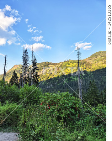 Dead spruce forest and natural regeneration in the High Tatras, Poland. Young spruce trees and grass grow among dry trunks and stumps beneath steep rocky mountain slopes. 142513365