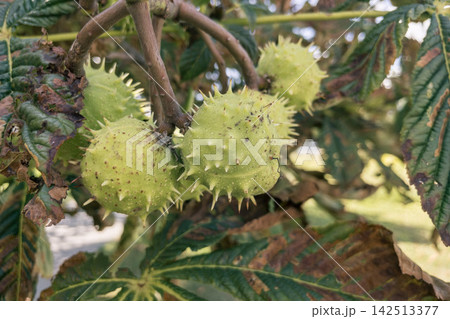 Green horse chestnut burrs in spiky shells growing on tree branch. Green horse chestnut burrs in spiky shells growing on tree branch. 142513377