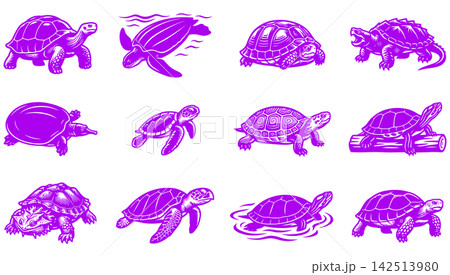 Engraving style illustration set of various turtle species in different poses for nature themed design 142513980