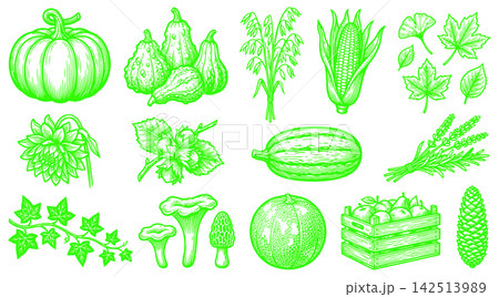 Graphic set of autumn harvest crops and seasonal plants in detailed engraved line art style 142513989
