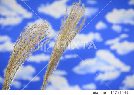 秋の青空にススキ 142514492