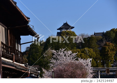 日本の愛知県の犬山市 犬山城の天守閣と針綱神社の鳥居と満開の桜 春の犬山祭り当日の朝の様子 日本の愛知県の犬山市 犬山城の天守閣と針綱神社の鳥居と満開の桜 春の犬山祭り当日の朝の様子 142514497
