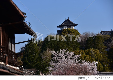 愛知県の犬山市　犬山城の天守閣と城下町の古民家　針綱神社の鳥居と満開の桜　春の犬山祭り当日の朝の様子 142514522