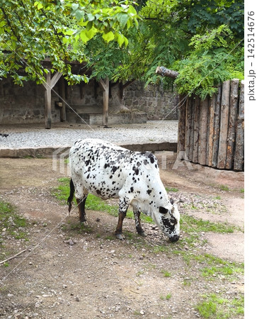 A black and white cow grazes on a farm 142514676