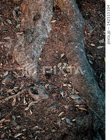 森の地面に力強く広がる大木の根と落ち葉 / 自然の生命力を感じる森林背景素材 森の地面に力強く広がる大木の根と落ち葉 / 自然の生命力を感じる森林背景素材 142515104