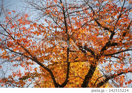 桜とイチョウの紅葉 桜とイチョウの紅葉 142515224