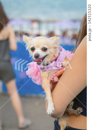 Cute Chihuahua Dog Wearing Pink Dress in Owner Arms. Small Chihuahua dog wearing pink outfit while being held in woman arms outdoors. Pet lifestyle, fashionable clothing, companionship, animal care Cute Chihuahua Dog Wearing Pink Dress in Owner Arms. Small Chihuahua dog wearing pink outfit while being held in woman arms outdoors. Pet lifestyle, fashionable clothing, companionship, animal care 142515320