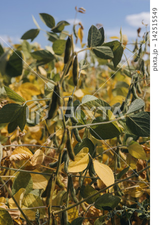 Yellow dry soybean bushes in the field, ripe soybeans. Agro-industry, natural background 142515549