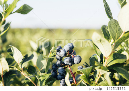 Green grasshopper on ripe blueberries in a field Green grasshopper on ripe blueberries in a field 142515551