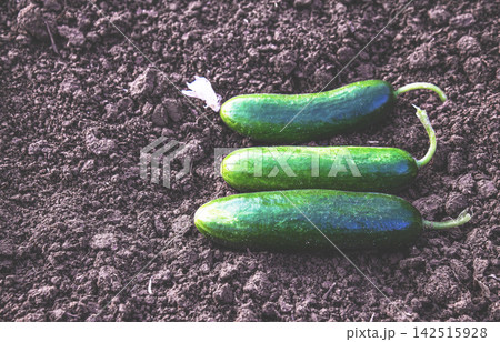 Diagonal row of fresh cucumbers on soil Diagonal row of fresh cucumbers on soil 142515928