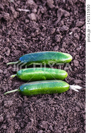 Fresh cucumbers lined up on tilled soil Fresh cucumbers lined up on tilled soil 142515930