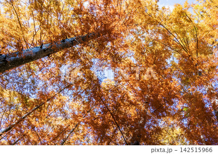 紅葉したメタセコイアの大木 紅葉したメタセコイアの大木 142515966