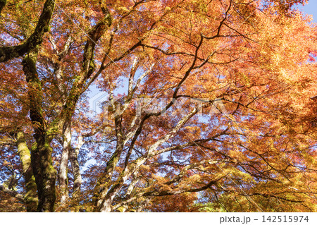 紅葉したモミジ 紅葉したモミジ 142515974