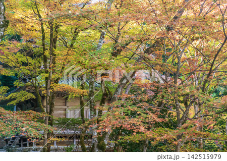 紅葉に包まれた寺院 紅葉に包まれた寺院 142515979