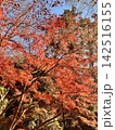 紅葉 142516155