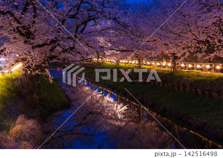 小江戸川越の春 桜の名所 新河岸川桜並木(誉桜) 夜桜ライトアップ 小江戸川越の春 桜の名所 新河岸川桜並木(誉桜) 夜桜ライトアップ 142516498