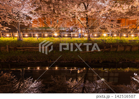 小江戸川越の春 桜の名所 新河岸川桜並木(誉桜) 夜桜ライトアップ 小江戸川越の春 桜の名所 新河岸川桜並木(誉桜) 夜桜ライトアップ 142516507