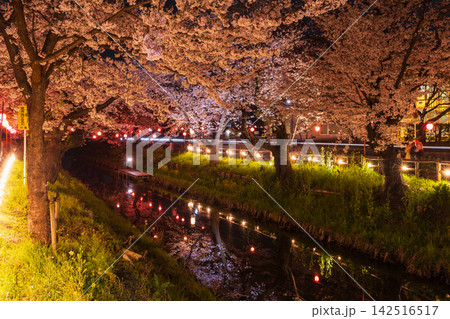 小江戸川越の春 桜の名所 新河岸川桜並木(誉桜) 夜桜ライトアップ 小江戸川越の春 桜の名所 新河岸川桜並木(誉桜) 夜桜ライトアップ 142516517