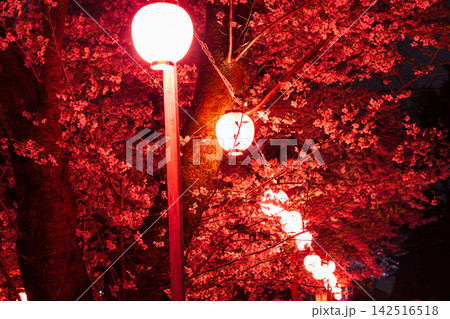 小江戸川越の春 桜の名所 新河岸川桜並木(誉桜) 夜桜ライトアップ 小江戸川越の春 桜の名所 新河岸川桜並木(誉桜) 夜桜ライトアップ 142516518
