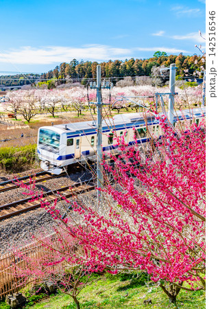 常磐線 水戸偕楽園下を駆け抜ける列車 常磐線 水戸偕楽園下を駆け抜ける列車 142516546