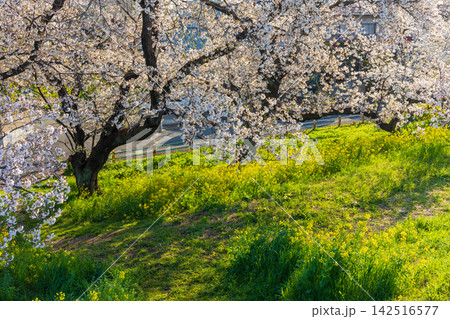 春の埼玉県熊谷市 日本さくら名所100選 熊谷桜堤 春の埼玉県熊谷市 日本さくら名所100選 熊谷桜堤 142516577