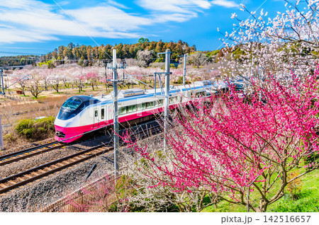 常磐線 水戸偕楽園下を駆け抜けるE657系 フレッシュひたちリバイバルカラー 常磐線 水戸偕楽園下を駆け抜けるE657系 フレッシュひたちリバイバルカラー 142516657