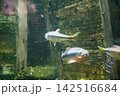 9674　カワムツ 142516684